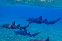 Neštěstí v tropickém ráji: Tři žraloci pokousali chlapce (8). Zachránila ho jeho sestra (12)