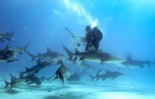 Žralok-zabiják obral potápěče o výbavu za statisíce!
