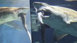 Krutý svět žraloků: Monstrum zakouslo prcka!