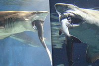 Krutý svět žraloků: Monstrum zakouslo prcka!