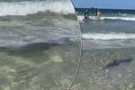 Lidé natočili, jak kolem australského východního pobřeží plují nebezpeční žraloci bělaví. Dostali se až k populárním plážím.