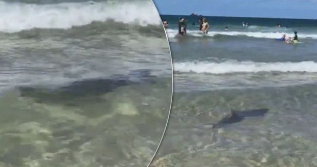 Nebezpeční žraloci číhají kolem populární „zlaté“ pláže. Lidé varování úřadů ignorují