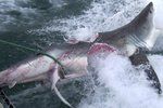 Snímky ukazují, jak dopadl žralok bílý po boji se svým kolegou kanibalem. Je téměř překousnutý napůl