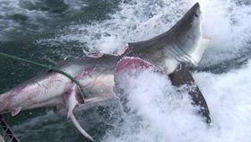 Snímky ukazují, jak dopadl žralok bílý po boji se svým kolegou kanibalem. Je téměř překousnutý napůl