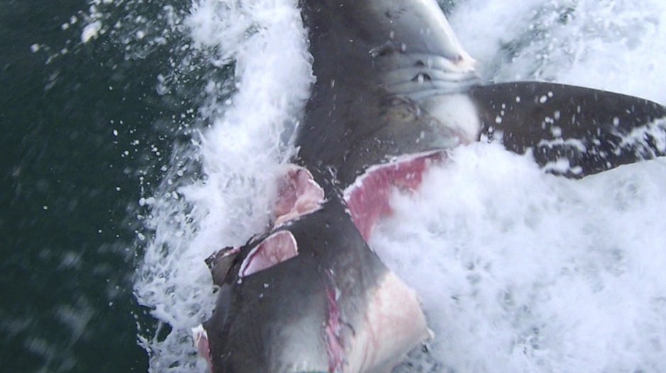 Snímky ukazují, jak dopadl žralok bílý po boji se svým kolegou kanibalem. Je téměř překousnutý napůl.