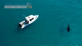 Fotograf natočil dronem šestimetrového žraloka, jak plave kousek od pláže plné lidí.