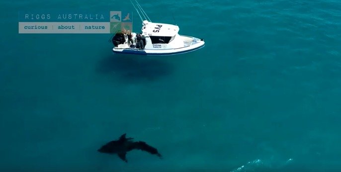 Fotograf natočil dronem šestimetrového žraloka, jak plave kousek od pláže plné lidí.