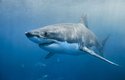 Velký bílý žralok lidožravý patří k nejnebezpečnějším a nejobávanějším druhům