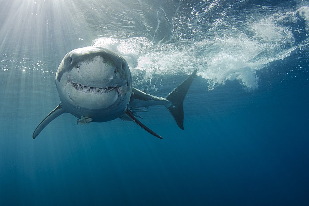 Řekne-li se žralok, představí si každý okamžitě hrozivé čelisti obrovského žraloka lidožravého (Carcharodon carcharias)