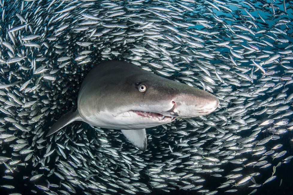 Americké fotografce se podařilo zachytit nádherné snímky žraloků písečných.