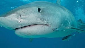 Turistku v dovolenkovém ráji napadl žralok tygří: Tělo ještě nenašli!