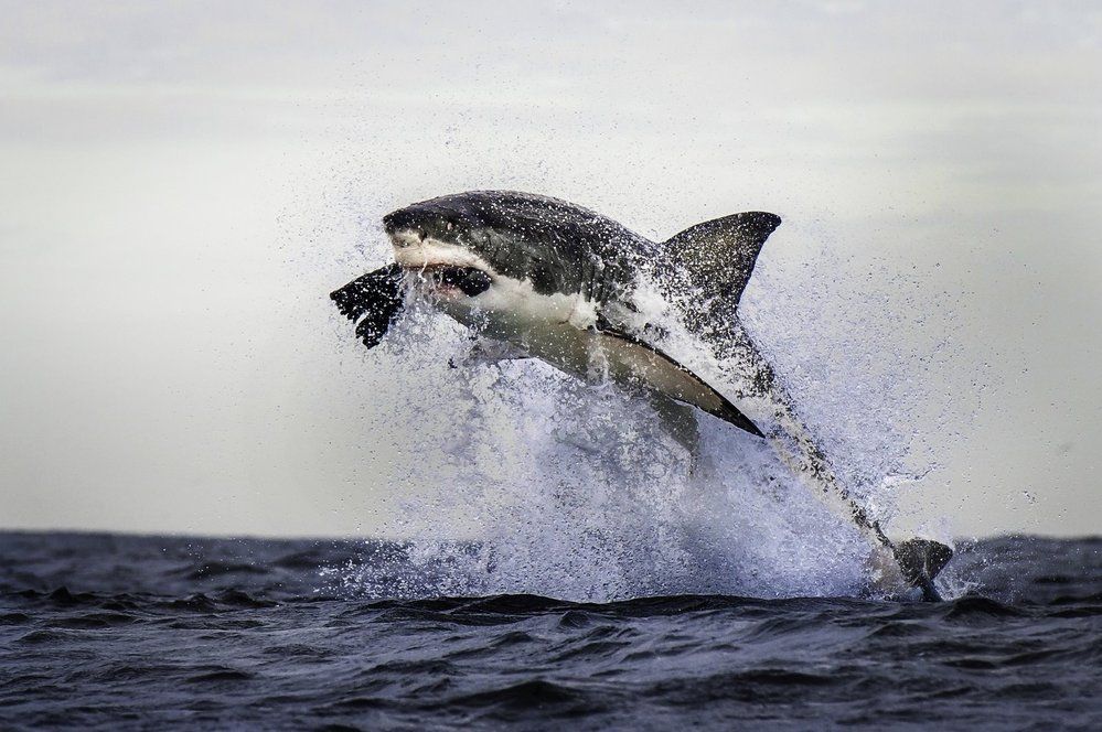 Čtyřmetrový žralok vyskočil do vzduchu za návnadou, na které si moc nepochutnal. Tuleň byl totiž vyrobený z gumy 