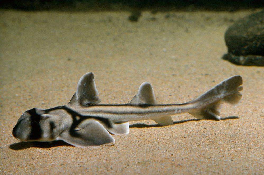 Nejpodivnější žraloci světa