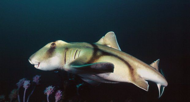 Nejpodivnější žraloci světa: Obdivovaní, obávaní, ohrožení různozubci