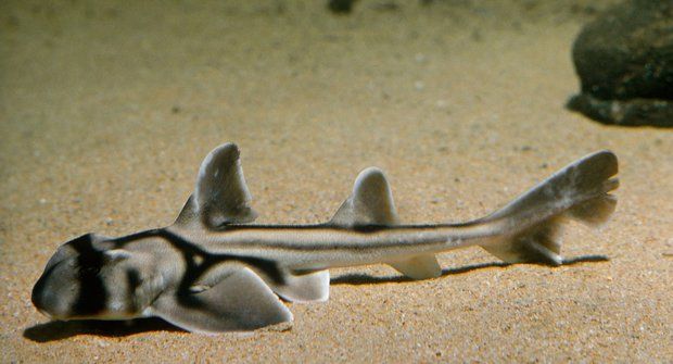 Hrdinové i třasořitky: Žraloci mají svou osobnost