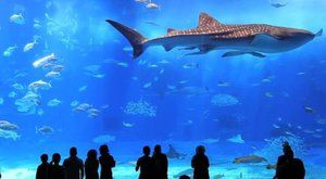 V druhém největším akváriu na světě bydlí žralok velrybí