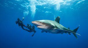 Zubaté osobnosti: Žraloci obávaní i milovaní