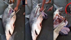 Muž rozpáral samici žraloka břicho a zachránil tři její mláďata před jistou smrtí.