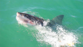 Experti prozradili, co dělat při útoku žraloka: Zachovejte klid a udržujte oční kontakt!