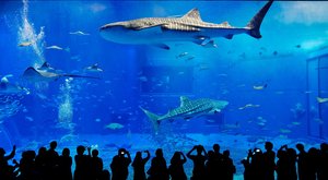 Žralok velrybí: Obr v akváriu