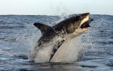 Atrapa tuleně je 1,5 metru velká, vyrobená z pěny a sklolaminátu. Jinak by ji žralok v zubech rozdrtil.