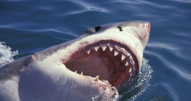 U břehů na východě USA číhá smrt: Žralok zabil 17letého chlapce!