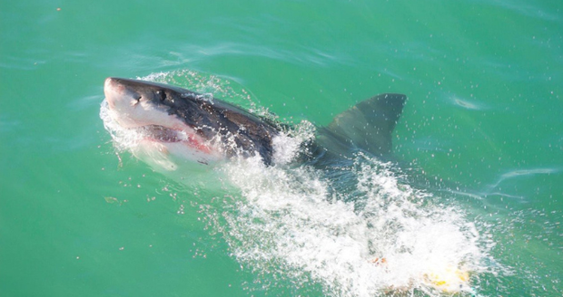 Experti prozradili, co dělat při útoku žraloka: Zachovejte klid a udržujte oční kontakt!