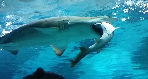 Malej a velkej: Žralok žere žraloka!