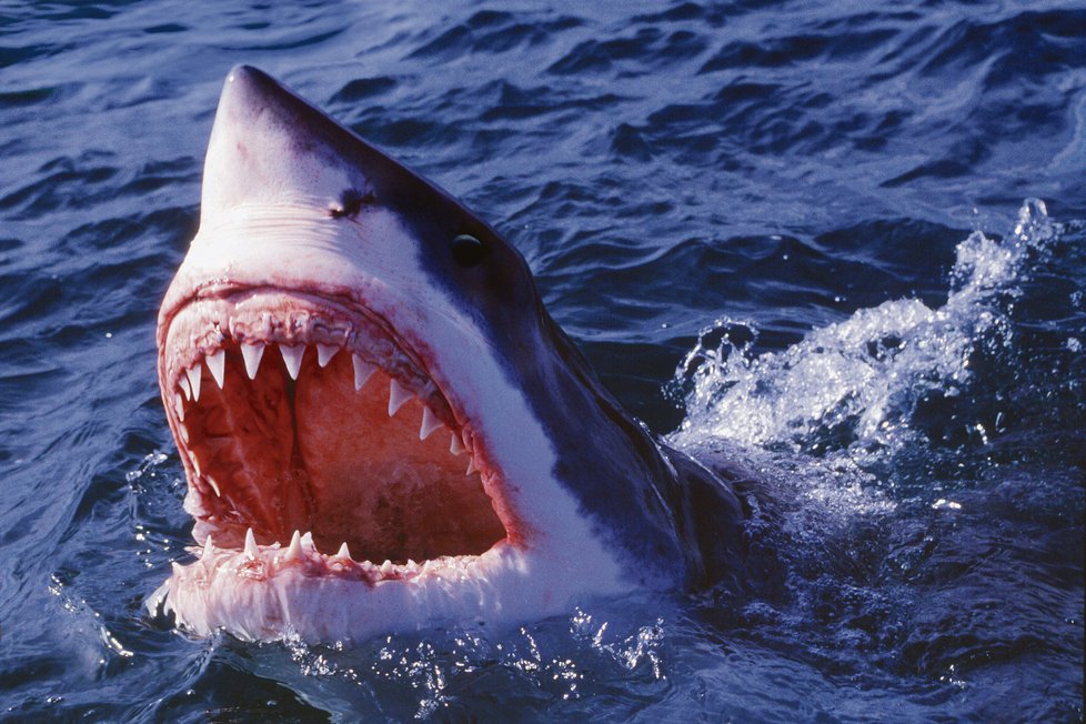 Žraloků je přes 400 druhů po celém světě. Smrtících útoků na člověka není mnoho, ale vždy vzbudí velkou pozornost.