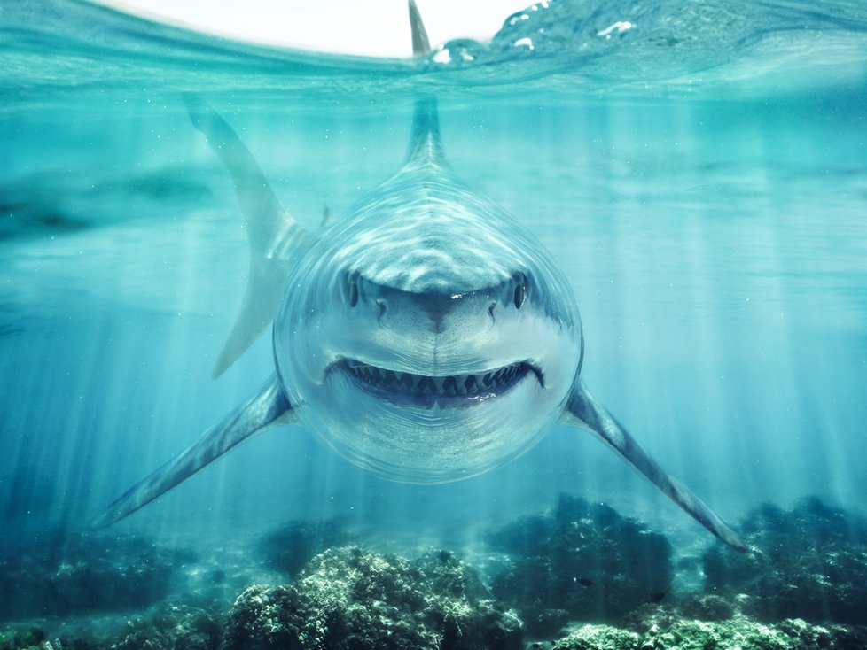 Na filmaře na Novém Zélandu zaútočil žralok.