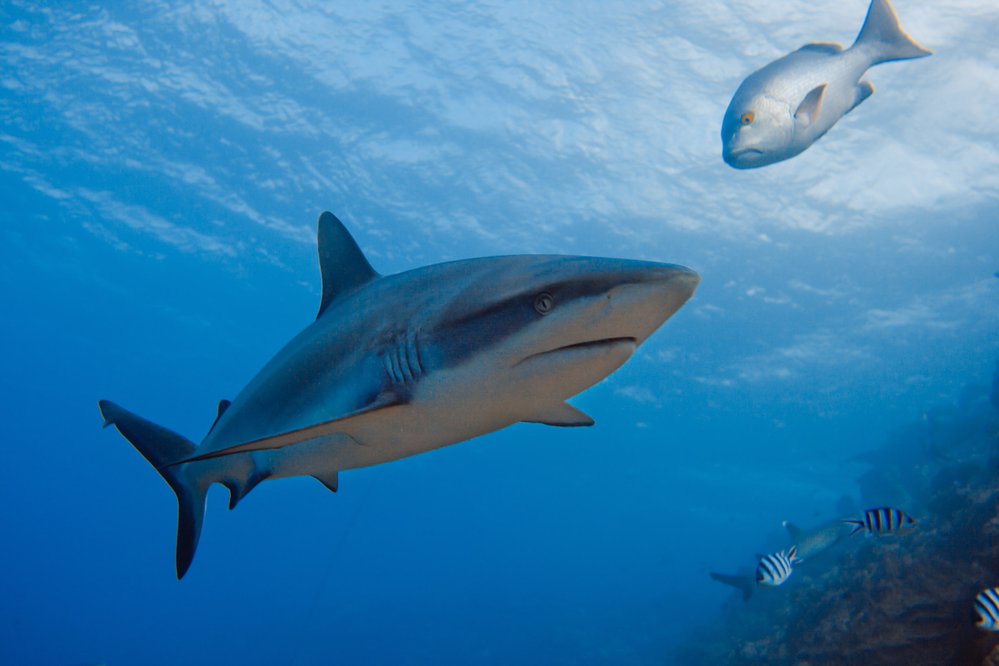 Žralok dlouhoploutvý (Carcharhinus longimanus) dorůstá délky až čtyři metry. Vyskytuje se v mořích a oceánech subtropického a tropického pásu. Upřednostňuje hluboké vody, ale občas navštěvuje i vody pobřežní. Je považován za jednoho z nejagresivnější žraloků ve vztahu k člověku, za druhé světové války mu padlo za oběť mnoho trosečníků. Od ostatních žraloků ho lze snadno odlišit podle dlouhých prsních ploutví.