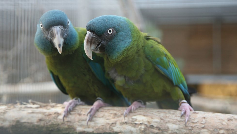 Ara horský je nenápadný zeleně zbarvený papoušek s šedomodrou hlavou, karmínově červeným ocasem a jasně žlutým okem. Má pronikavý hlas, ale pokud se neozve, dokonale splývá se zelení.