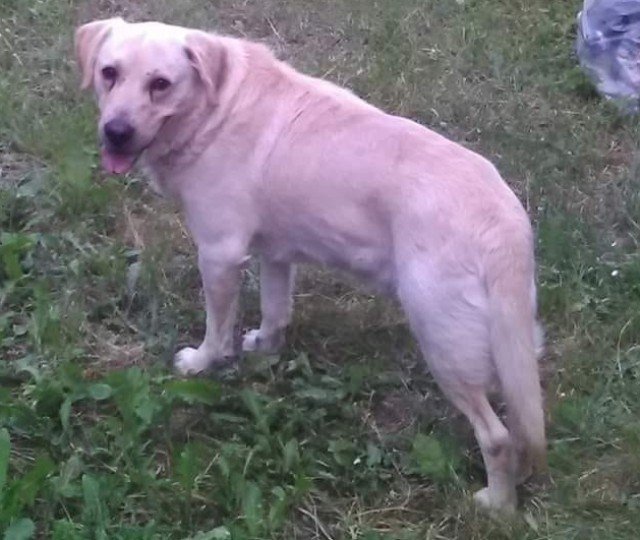 Osmiletý labradorský retriever Max se ztratil v Němčicích na výletě. V místě to nezná, je hodný