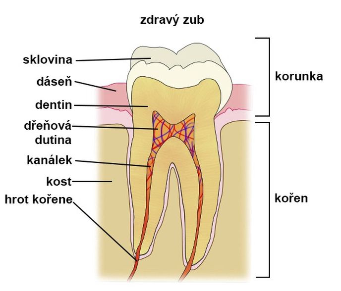 Průřez zubem