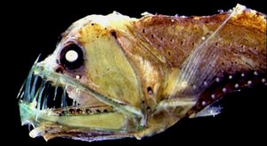 Nejzubatější ze zubatých: Hlubinná ryba zubatka Sloanova