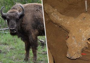 Nález jako hrom v Brně: Archeologové našli lebku pravěkého zubra starou 200 tisíc let.