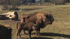 V plzeňské zoo pokřtili čtyřměsíční mládě zubra evropského, sameček dostal jméno Ony.