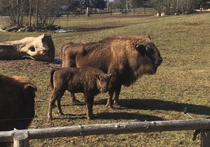 V plzeňské zoo pokřtili čtyřměsíční mládě zubra evropského, sameček dostal jméno Ony.