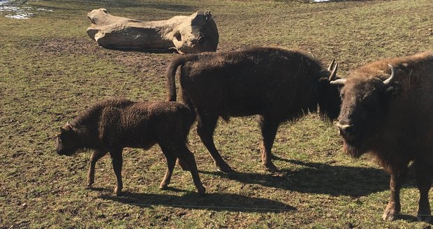 V plzeňské zoo pokřtili čtyřměsíční mládě zubra evropského, sameček dostal jméno Ony.