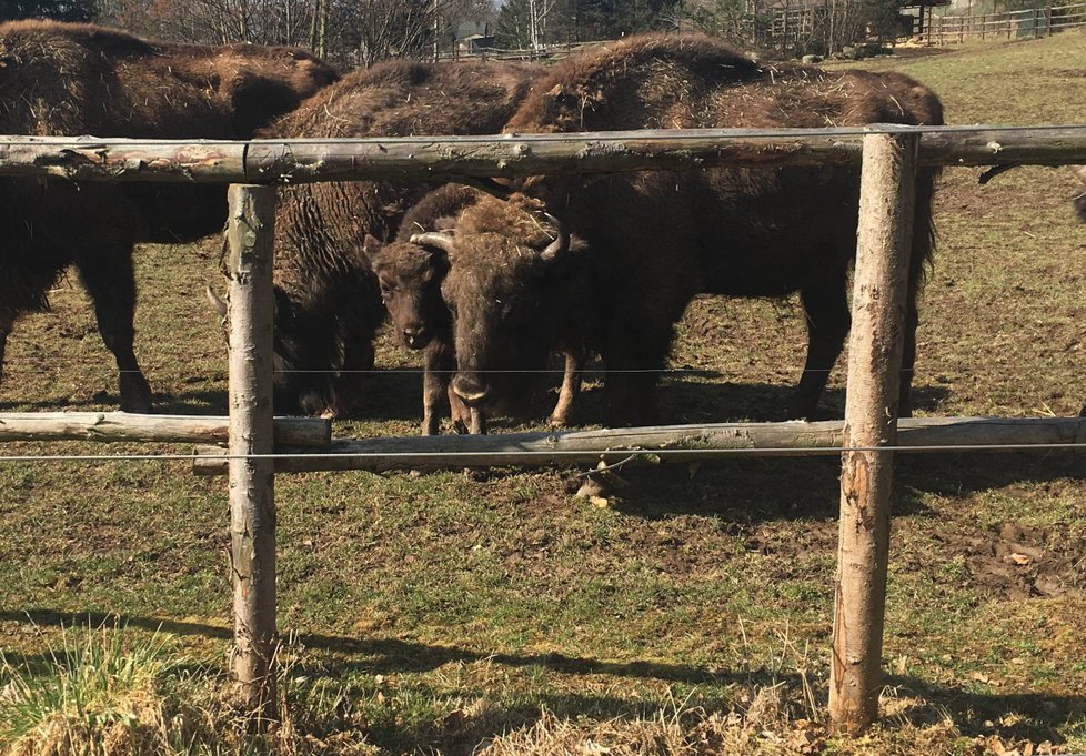 V plzeňské zoo pokřtili čtyřměsíční mládě zubra evropského, sameček dostal jméno Ony.