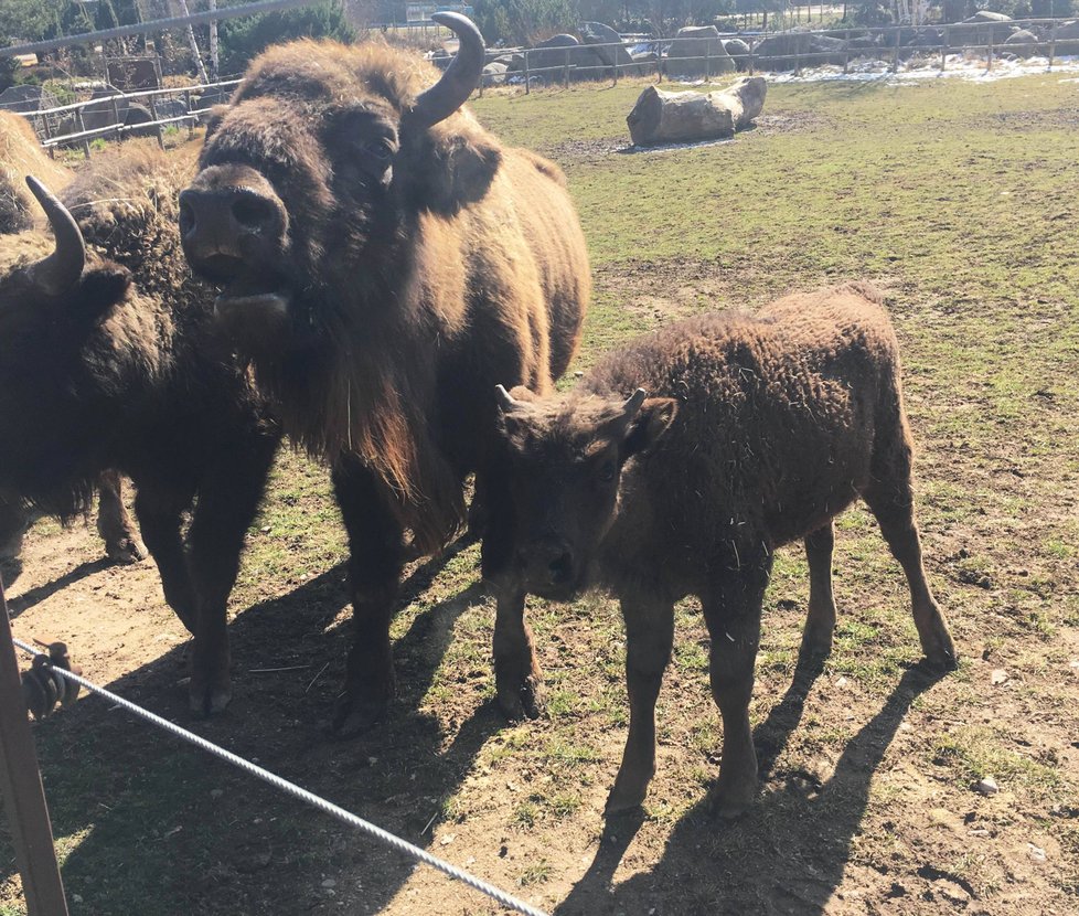 V plzeňské zoo pokřtili čtyřměsíční mládě zubra evropského, sameček dostal jméno Ony.