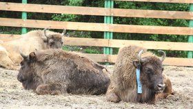 Zubří samice Prťka ze Zoo Praha (na fotografii uprostřed) v pořádku dorazila na Kavkaz, kde se má stát jednou ze zakladatelek nově obnovené populace zubrů.