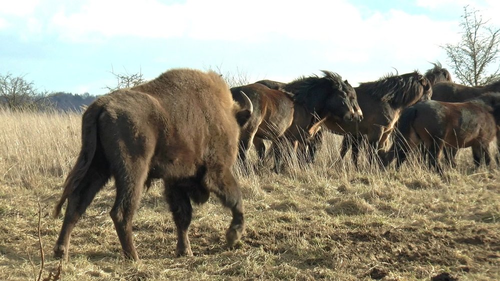 Zubry u nás lze vidět v kdejaké zoo, ale ve volné přírodě? I to je dnes možné. Vydejte se s námi za divokými zubry do Travin.