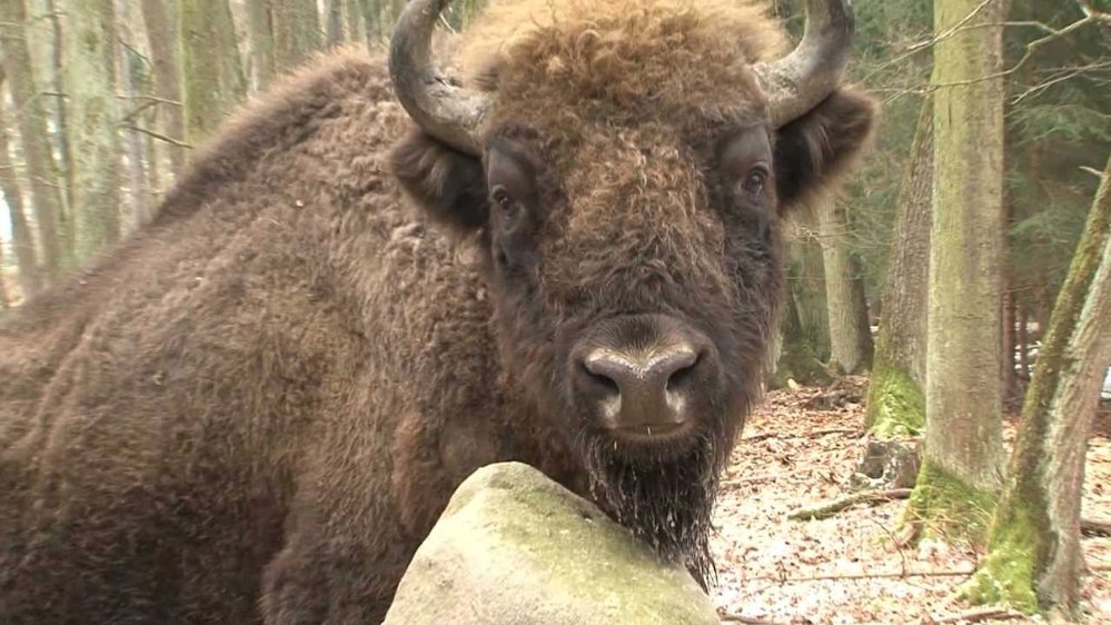 Zubry u nás lze vidět v kdejaké zoo, ale ve volné přírodě? I to je dnes možné. Vydejte se s námi za divokými zubry do Travin.