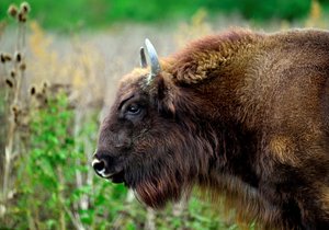 Zubr evropský byl na pokraji vyhynutí: Pražská zoo jejich populaci rozšiřuje ve výběhu v Dolních Počernicích