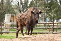 Zubřice Onica míří z Plzně na Kavkaz: Bude žít ve volné přírodě