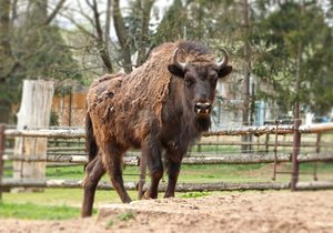 Mladá samice Onica odchovaná v plzeňské zoo rozšíří divoce žijící stádo v Ázerbájdžánu.