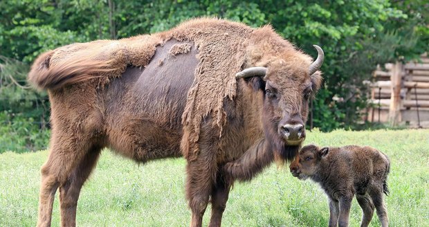 ) Onica s matkou krátce po narození v plzeňské zoo v květnu 2020.