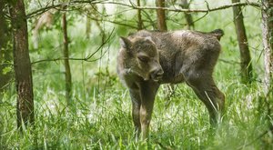 Mláďata v Milovicích: Do Čech se vrací megafauna