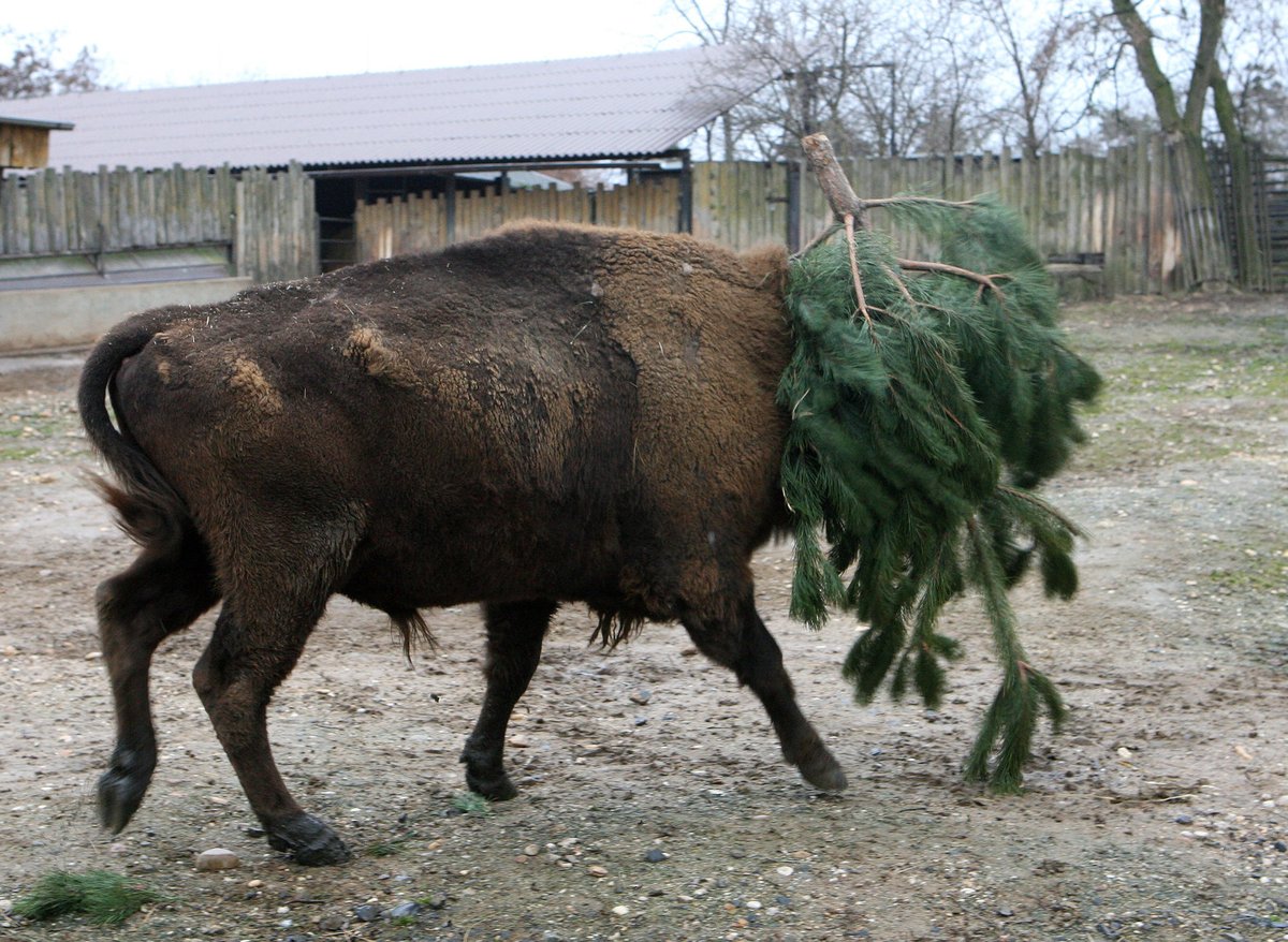 …a pak už se pustili do hry. Zubří samec si borovičku odnesl na hlavě.